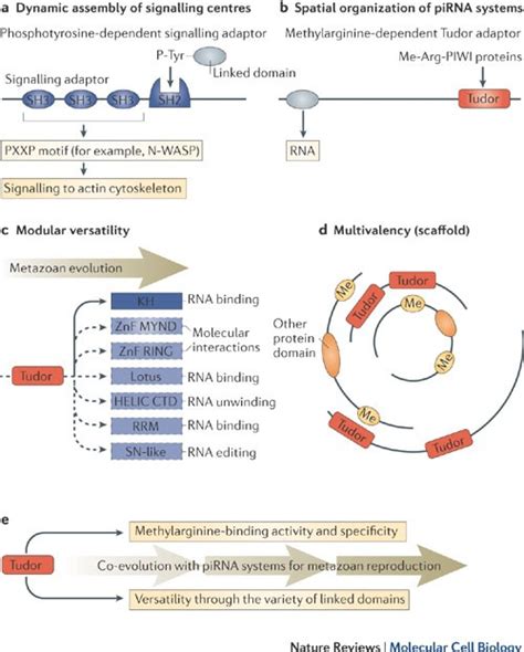 proteine dominio tudor|Deciphering arginine methylation: Tudor tells the tale.